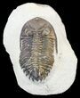 Bargain, Hollardops Trilobite - Foum Zguid, Morocco #55982-1